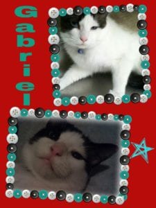gabriel-stow-kent-animal-hospital-portage-animal-clinic-blog2