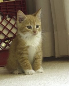 stow-kent-animal-hospital-portage-animal-clinic-cat-socialization-pic-2