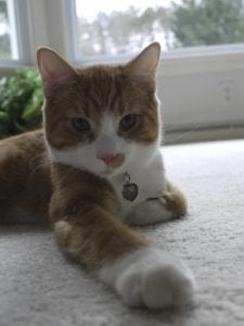 william-stow-kent-animal-hospital-2