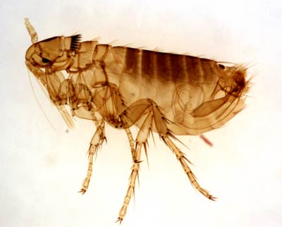 flea-for-flea-blog
