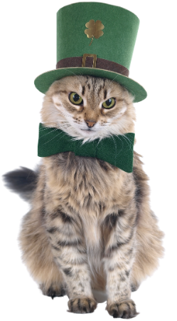 stpatcat1
